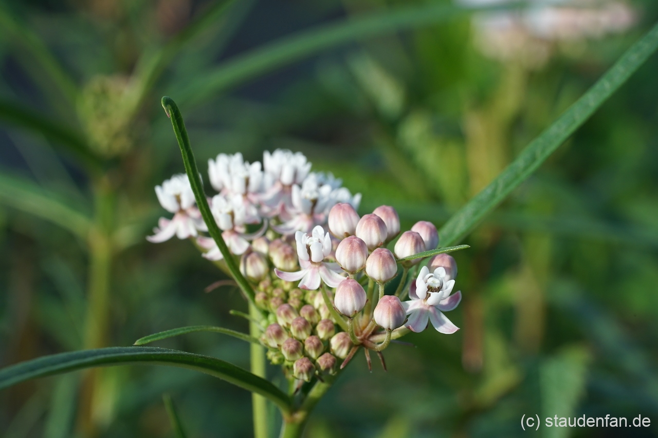 Asclepias angustifolia 'Sonoita' ist eine sehr zarte Seidenpflanze
