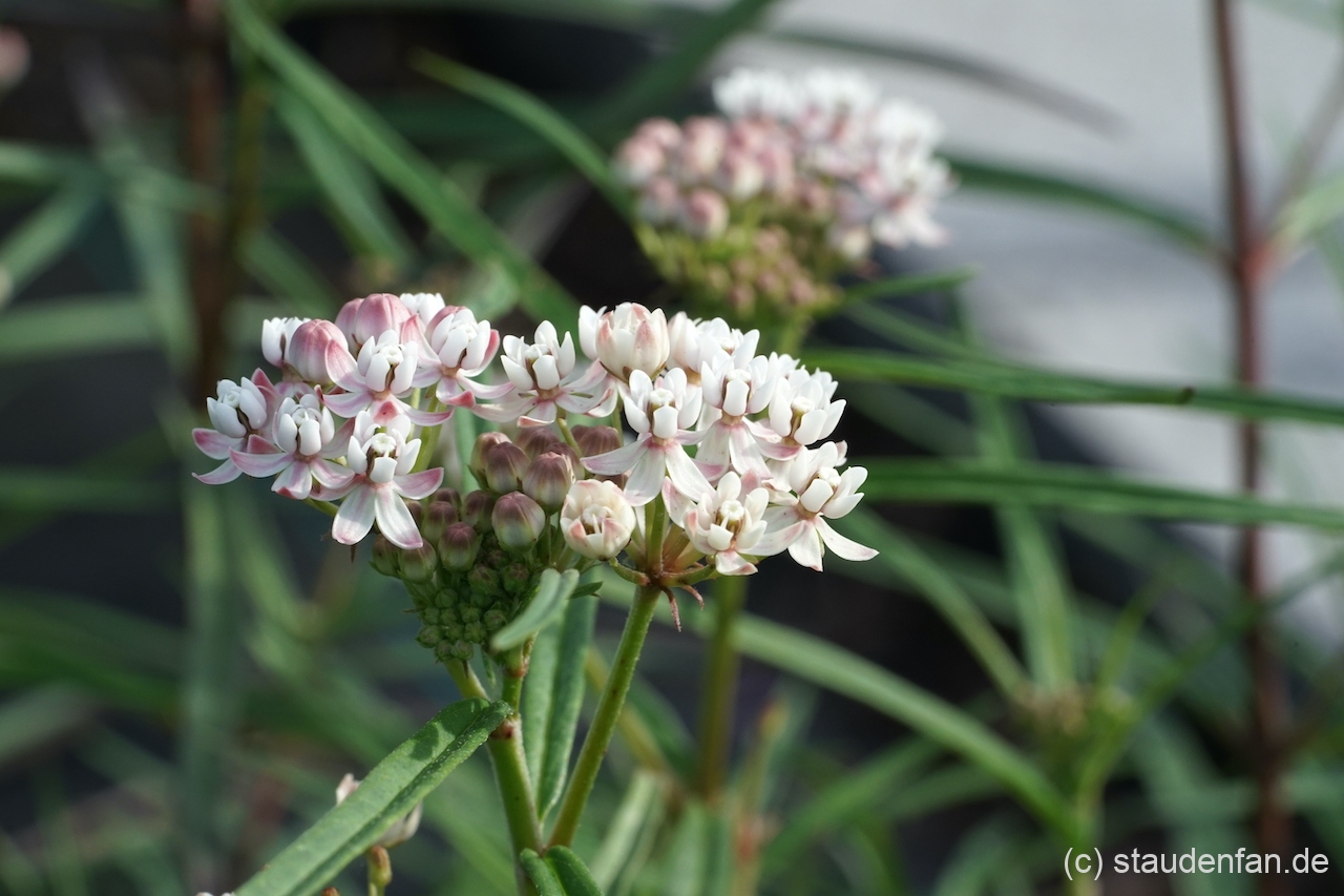 Asclepias angustifolia 'Sonoita'.