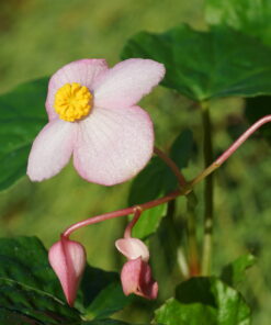 Begonia 'Smooch' besitzt auffallend große Einzelblüten.