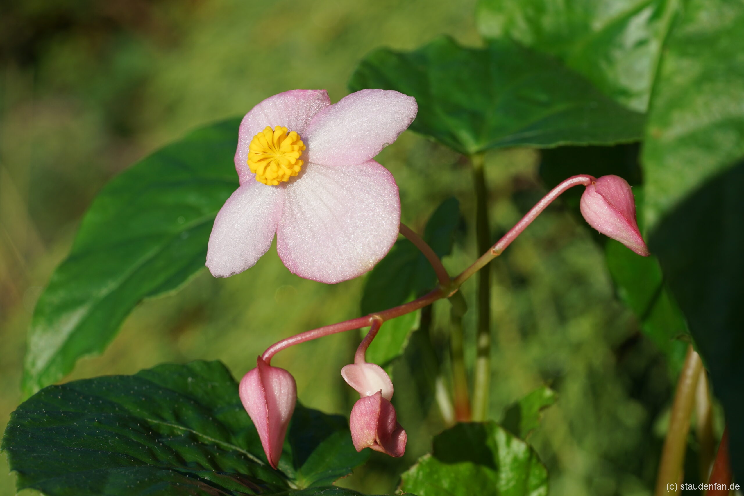 Begonia 'Smooch' besitzt auffallend große Einzelblüten.