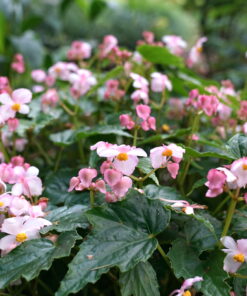 Begonia 'Smooch' im Garten von Dan Hinckley.