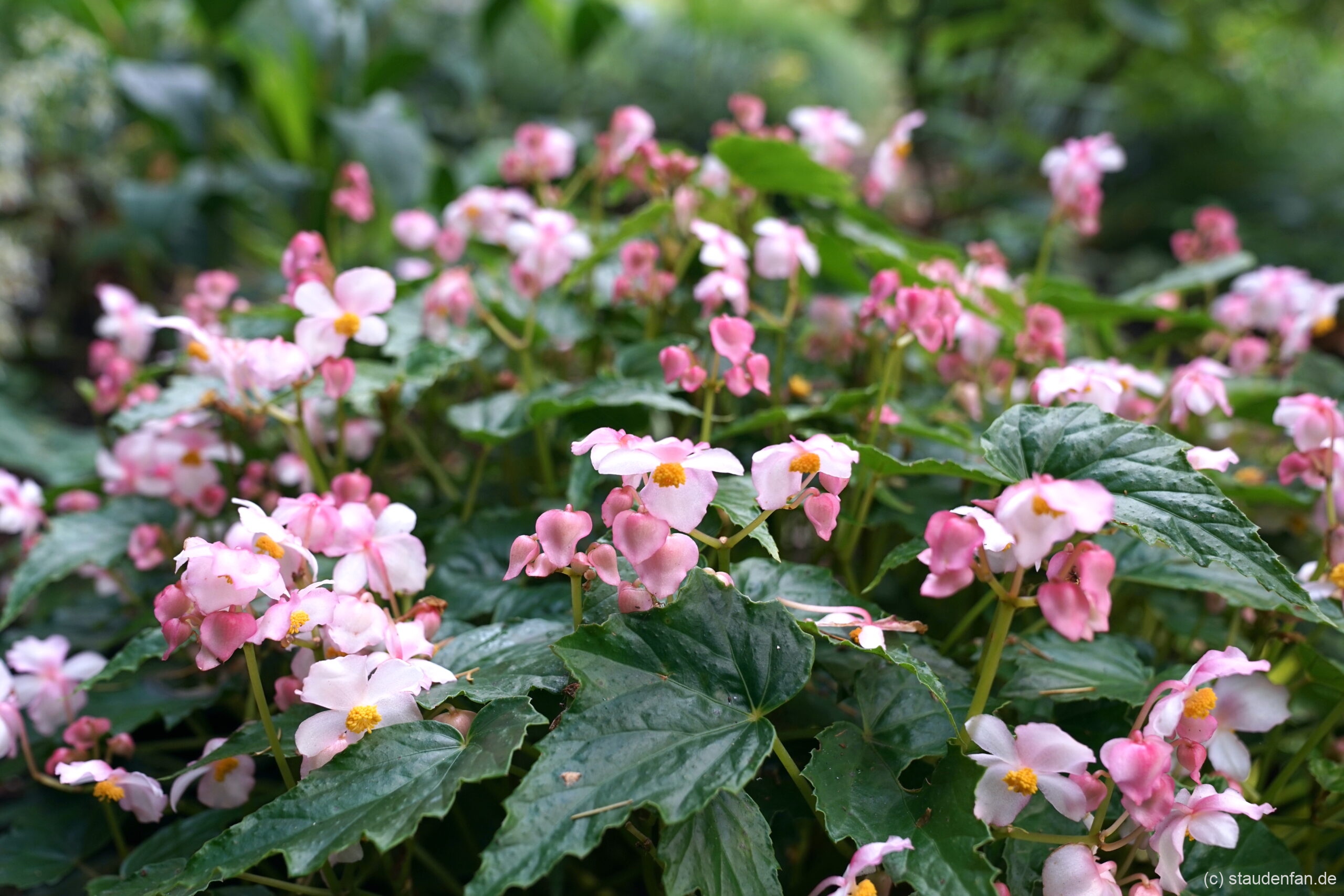 Begonia 'Smooch' im Garten von Dan Hinckley.