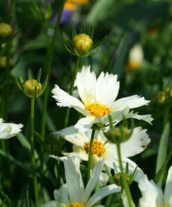 Coreopsis 'Polar Ice'.