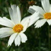 Coreopsis 'Polar Ice' ist eine der Sorten, die einer weißen Coreopsis am nächsten kommt.
