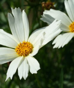 Coreopsis 'Polar Ice' ist eine der Sorten, die einer weißen Coreopsis am nächsten kommt.