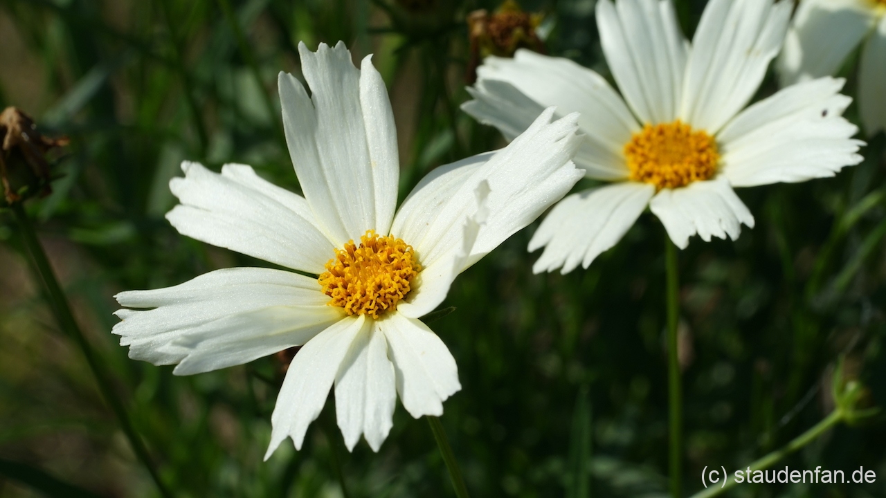 Coreopsis 'Polar Ice' ist eine der Sorten, die einer weißen Coreopsis am nächsten kommt.