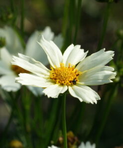 Coreopsis 'Polar Ice' ist eine der Sorten, die einer weißen Coreopsis am nächsten kommt.