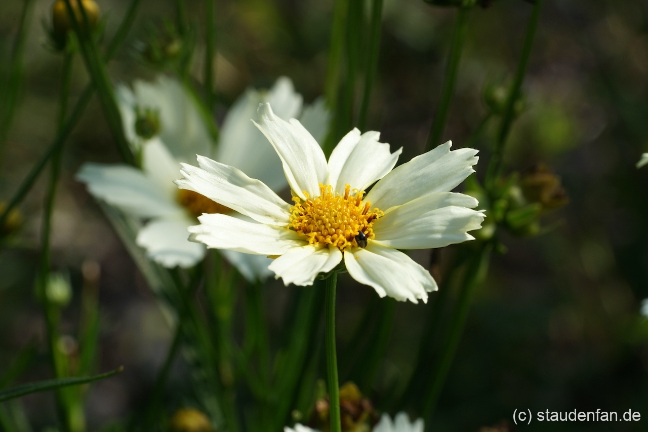 Coreopsis 'Polar Ice' ist eine der Sorten, die einer weißen Coreopsis am nächsten kommt.
