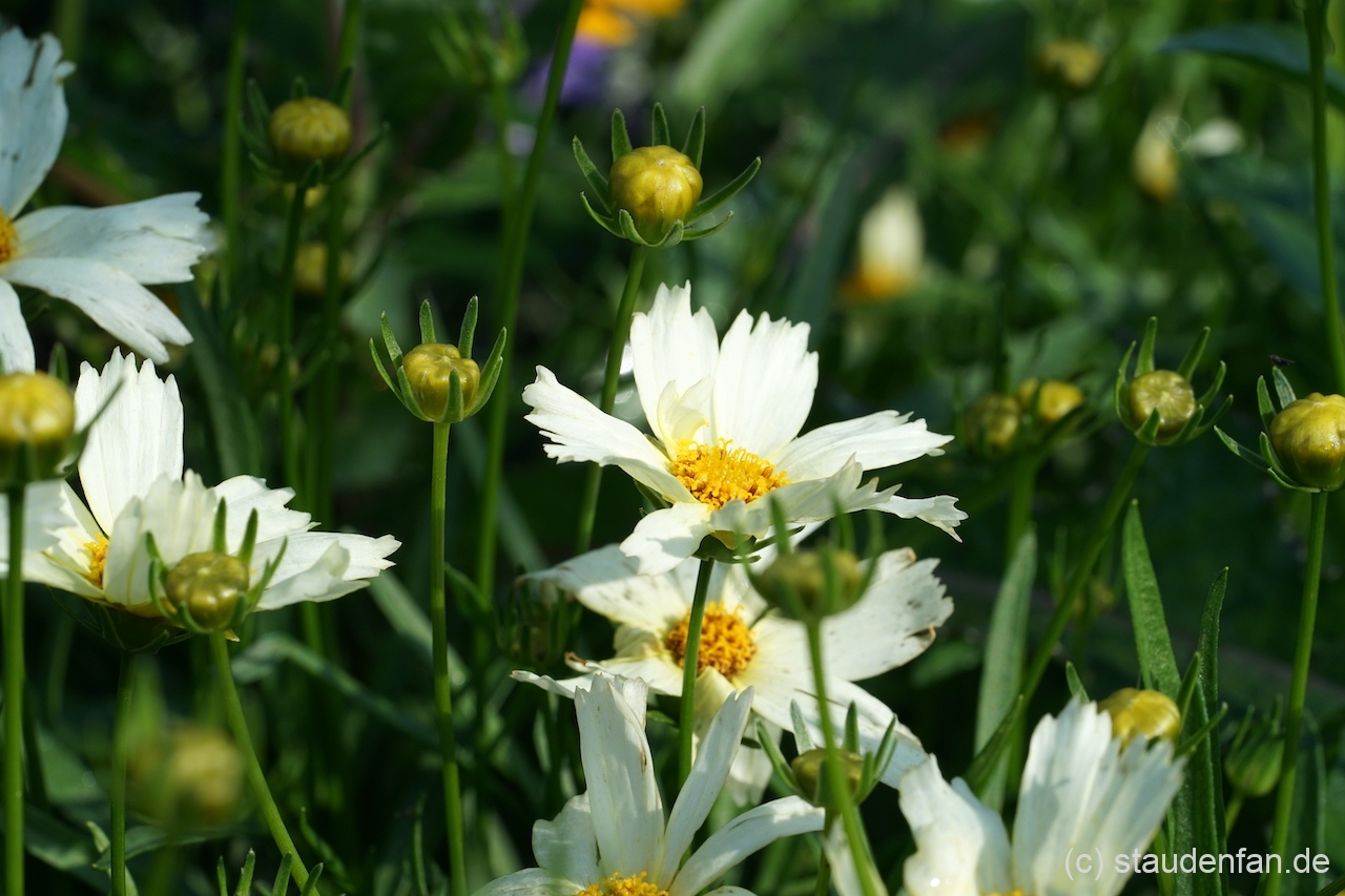 Coreopsis 'Polar Ice'.
