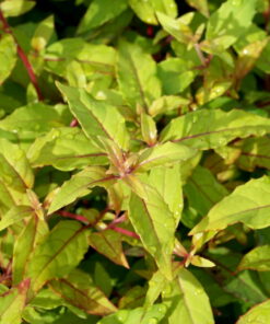 Das frische Laub von Fuchsia magellanica var. gracilis 'Aurea' ist besonders leuchtend hellgelb mit roten Blattadern.
