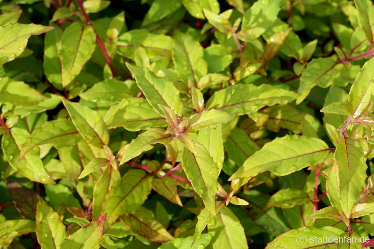 Das frische Laub von Fuchsia magellanica var. gracilis 'Aurea' ist besonders leuchtend hellgelb mit roten Blattadern.