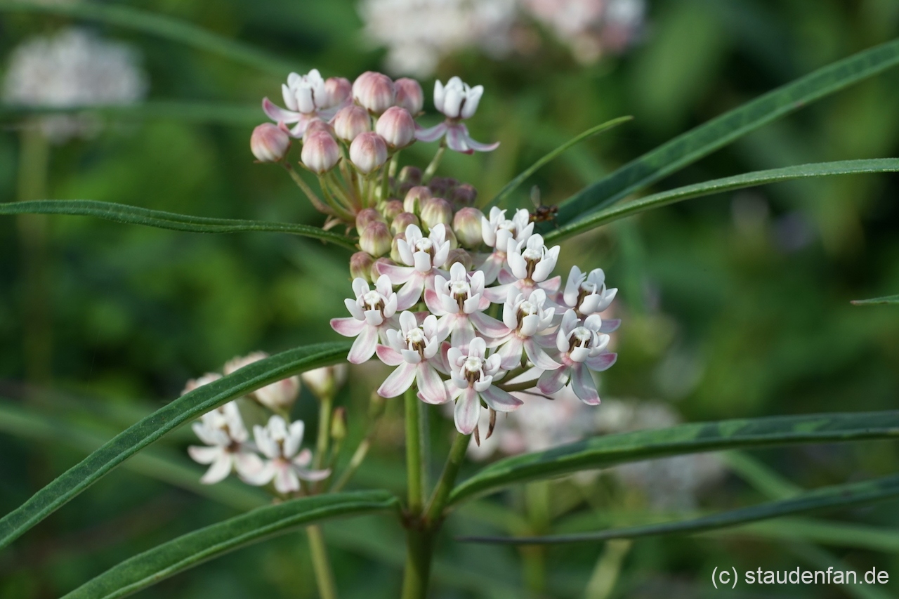 Die Blüten von Asclepias angustifolia 'Sonoita' schimmern weiß und rosa
