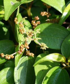 Die eher unscheinbaren Blüten von Pilea platanifolia CMBTW1485.