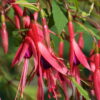 Die langen schmalen Blüten von Fuchsia magellanica var. gracilis 'Aurea'.