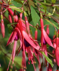 Die langen schmalen Blüten von Fuchsia magellanica var. gracilis 'Aurea'.