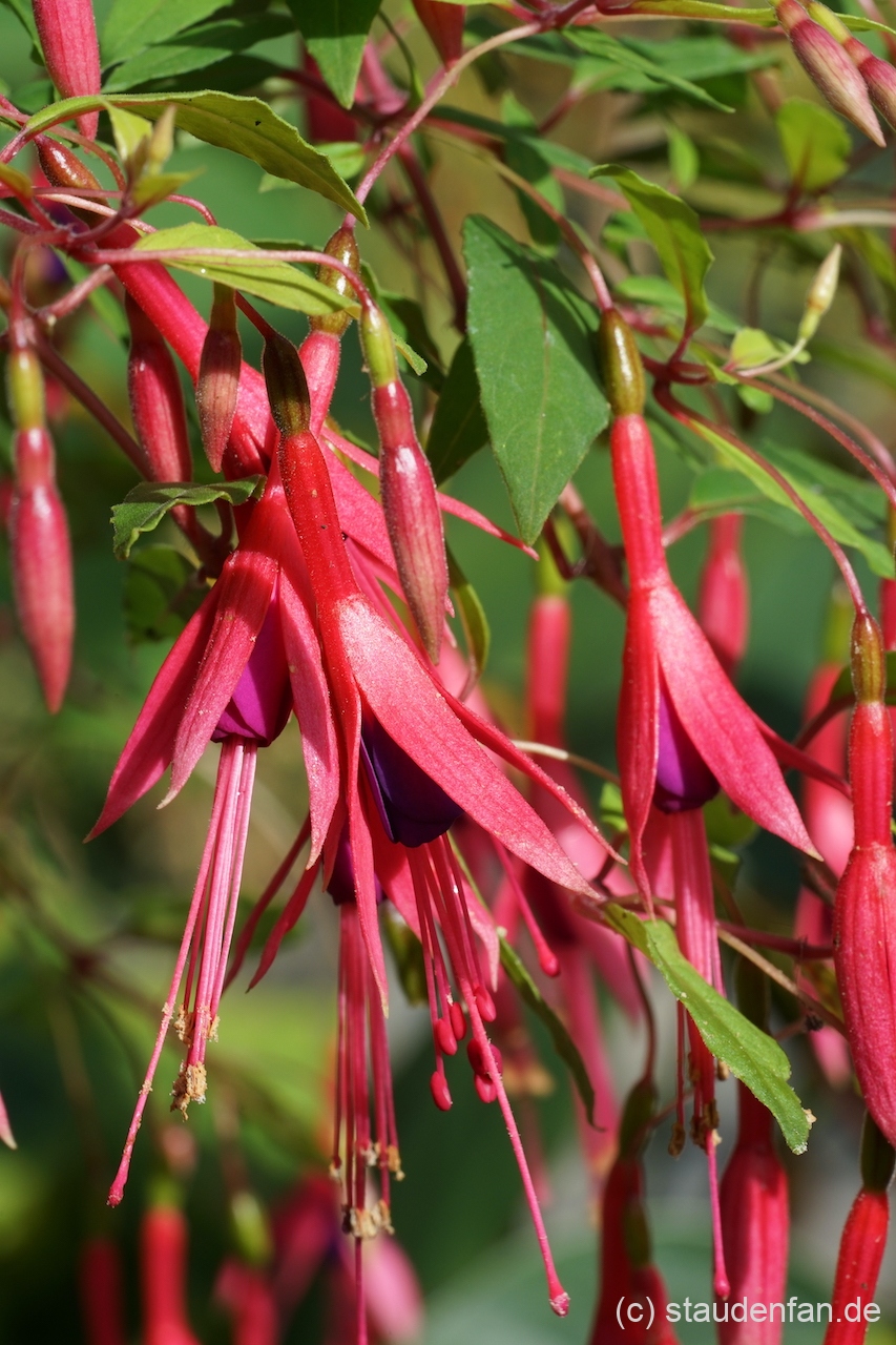 Die langen schmalen Blüten von Fuchsia magellanica var. gracilis 'Aurea'.