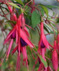 Fuchsia magellanica var. gracilis 'Aurea' bildet auch reichlich Blüten.