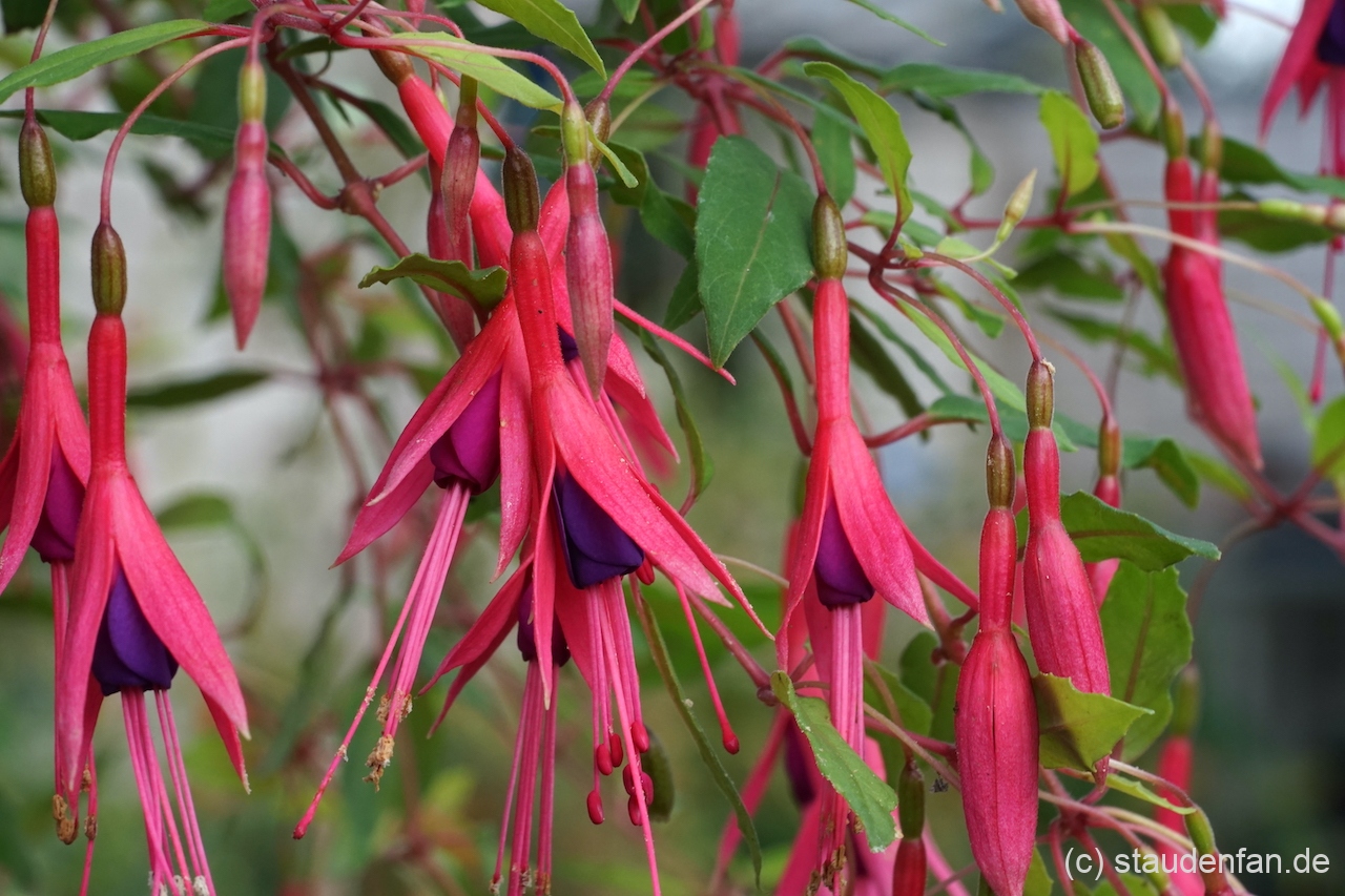 Fuchsia magellanica var. gracilis 'Aurea' bildet auch reichlich Blüten.