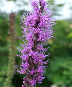 Liatris spicata CW2016113.