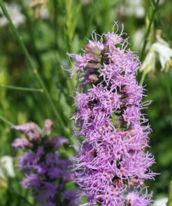 Liatris spicata CW2016113 eine Wildform der bekannten Prachtscharte.