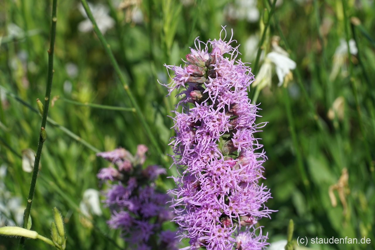 Liatris spicata CW2016113 eine Wildform der bekannten Prachtscharte.