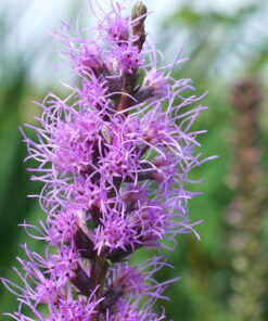 Liatris spicata CW2016113 zeigte sich hier im Garten als besonders ausdauernd.