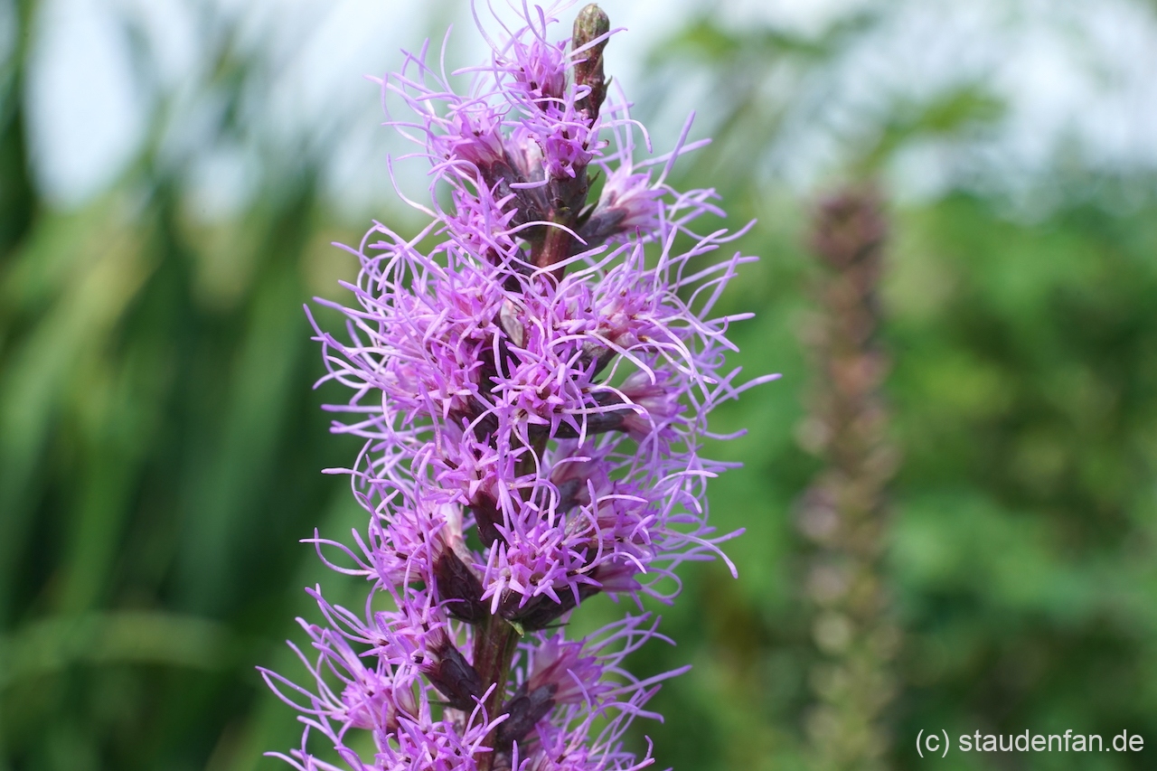 Liatris spicata CW2016113 zeigte sich hier im Garten als besonders ausdauernd.