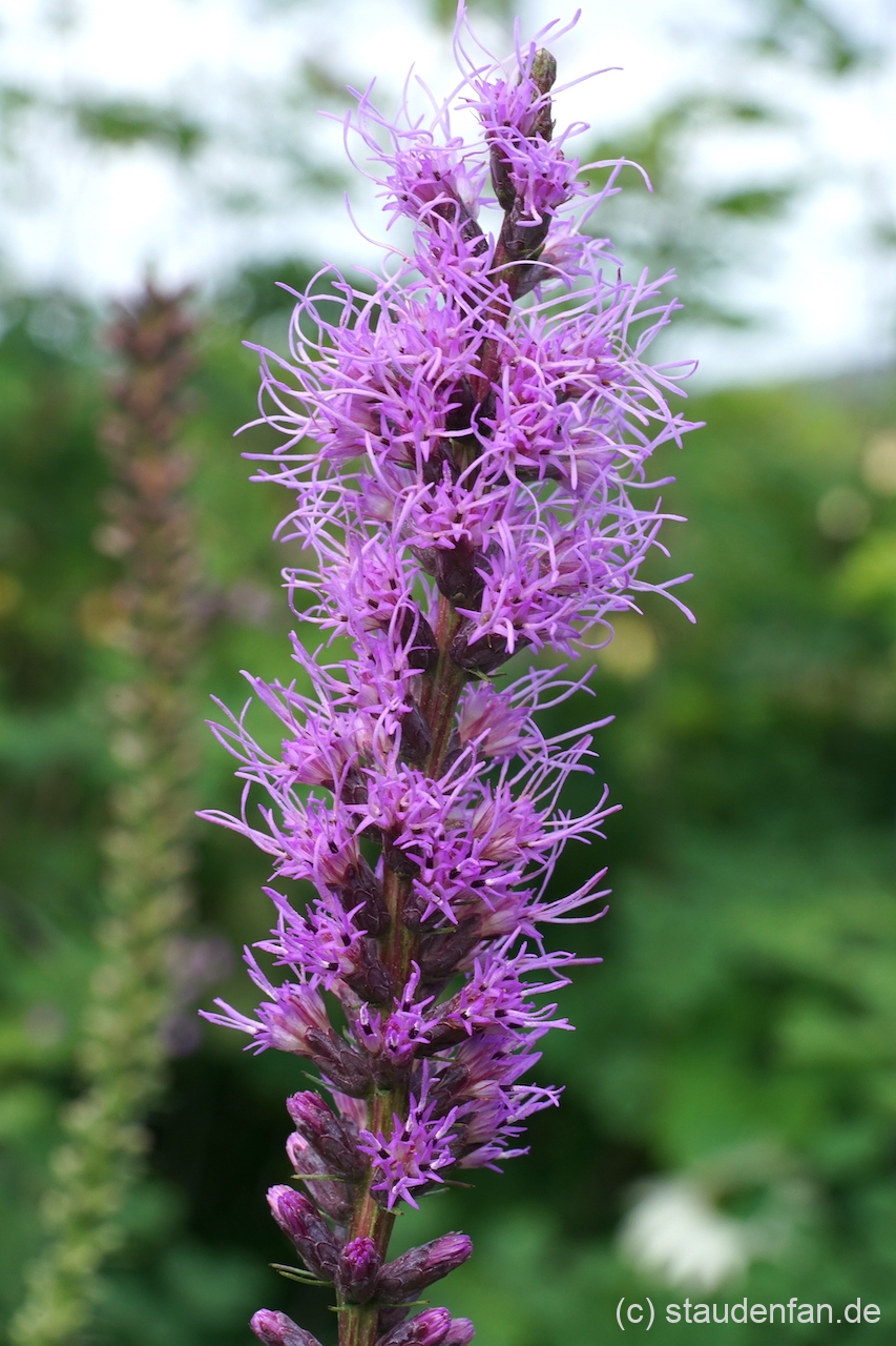 Liatris spicata CW2016113.
