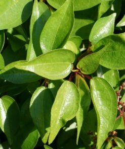 Pilea platanifolia CMBTW1485 mit den typischen glänzenden Laub.