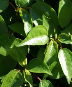 Pilea platanifolia CMBTW1485 zeigt feineres kleines Laub.