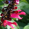 Salvia 'Amante' ist eine spannende Neuheit für Salbeiliebhaber.