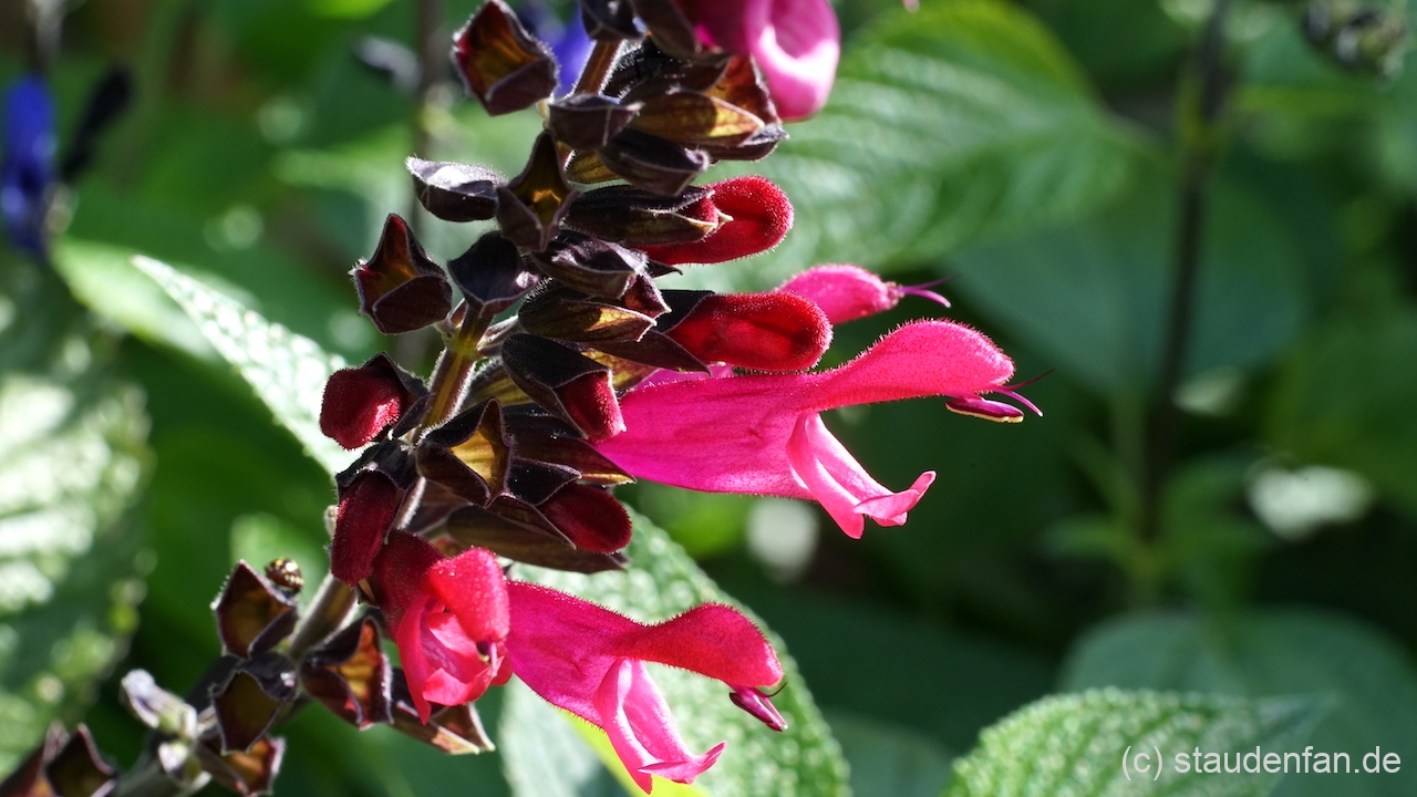 Salvia 'Amante' ist eine spannende Neuheit für Salbeiliebhaber.