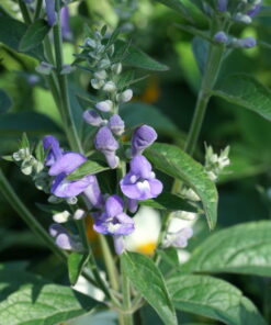 Scutellaria incana 'Night Sky'.