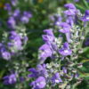 Scutellaria incana 'Night Sky' bereichert den Hoch und Spätsommer mit mittelblauen Blüten und kuriosen Samenständen.