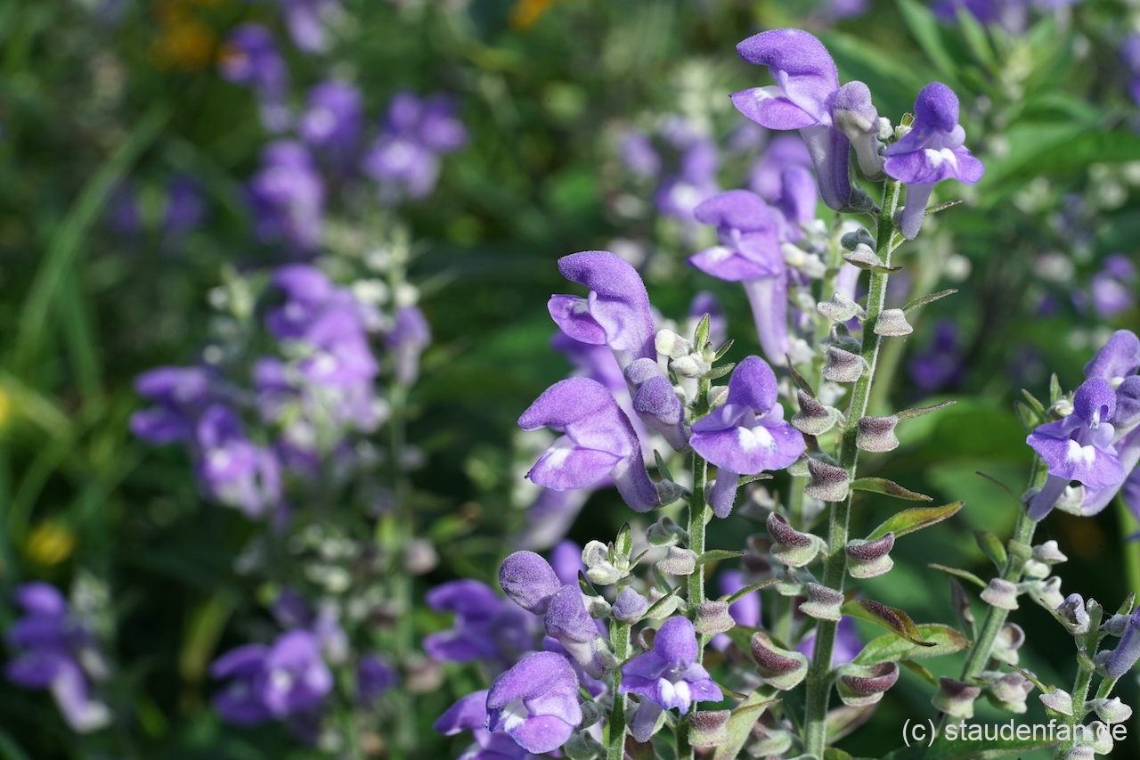 Scutellaria incana 'Night Sky' bereichert den Hoch und Spätsommer mit mittelblauen Blüten und kuriosen Samenständen.