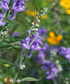 Scutellaria incana 'Night Sky' ist eine Auslese von Piet Oudolf.