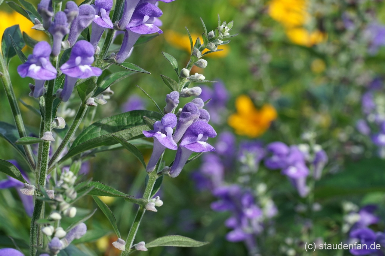 Scutellaria incana 'Night Sky' ist eine Auslese von Piet Oudolf.