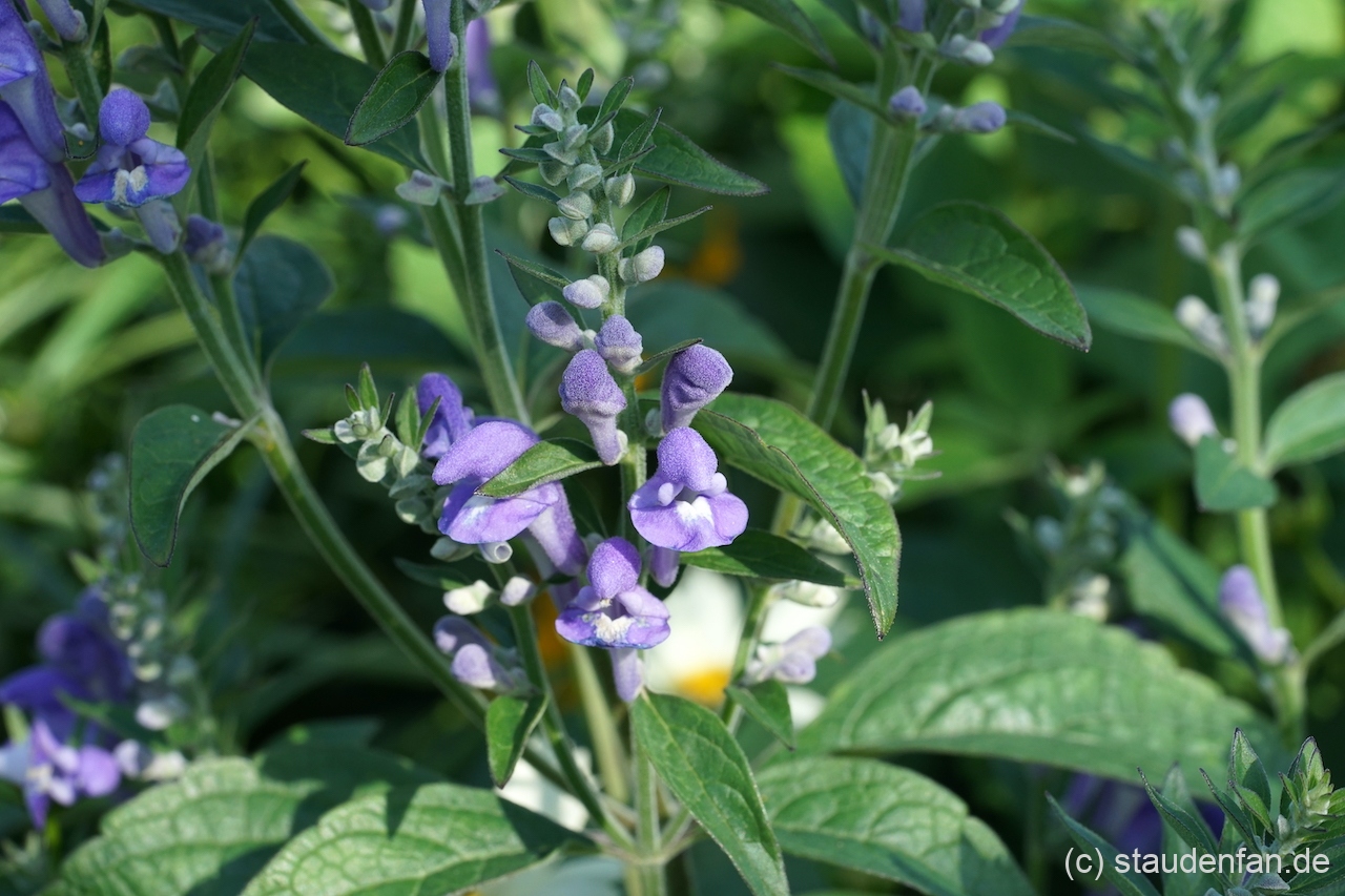 Scutellaria incana 'Night Sky'.