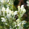Scutellaria incana 'White Sky'.