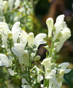 Scutellaria incana 'White Sky'.