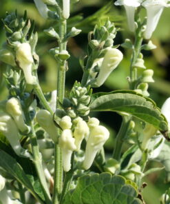 Scutellaria incana 'White Sky' ist die erste weiße Auslese der Art.