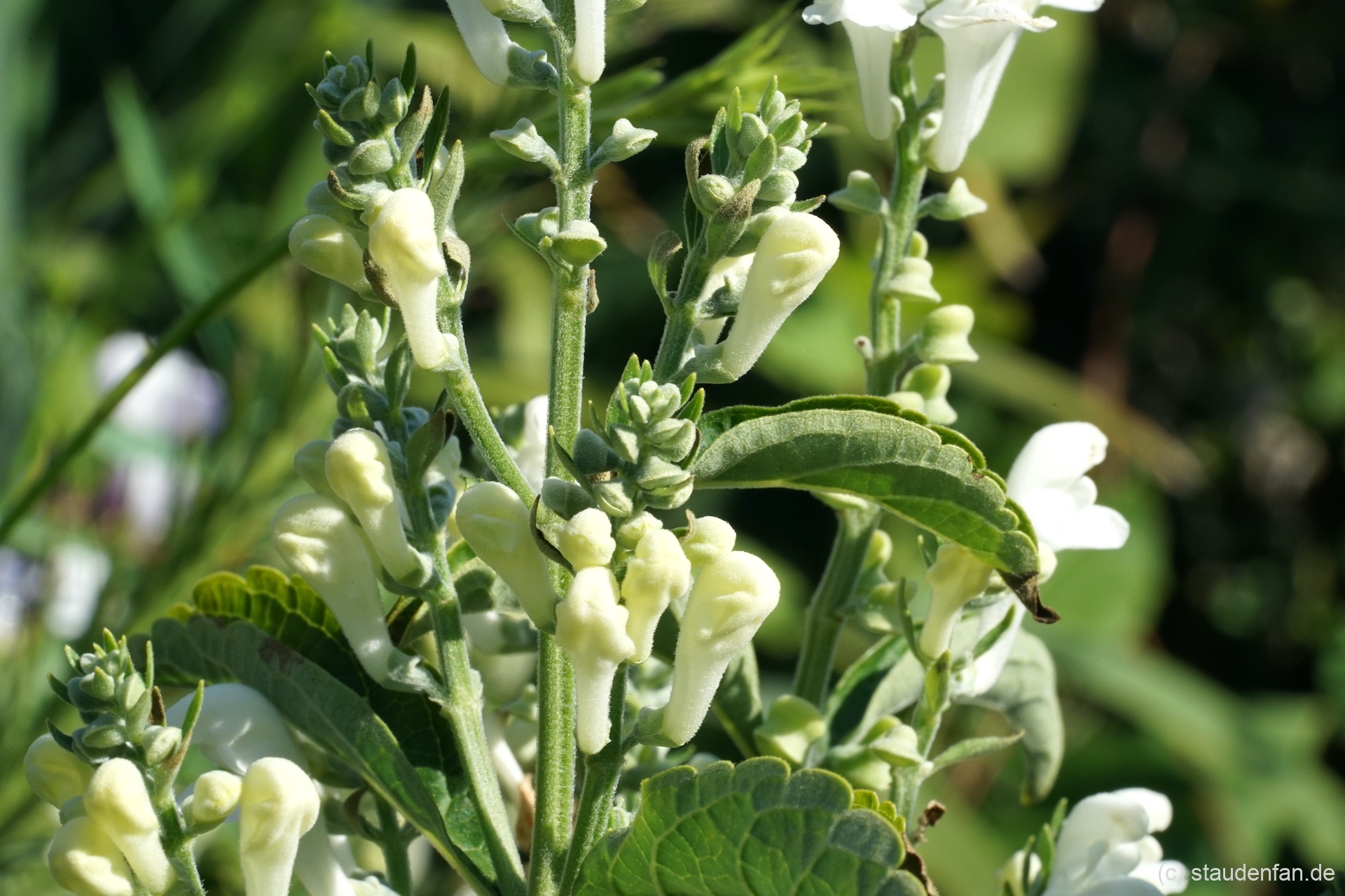 Scutellaria incana 'White Sky' ist die erste weiße Auslese der Art.