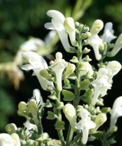 Scutellaria incana 'White Sky' ist eine Sorte die von Piet Oudolf ausgelesen wurde.