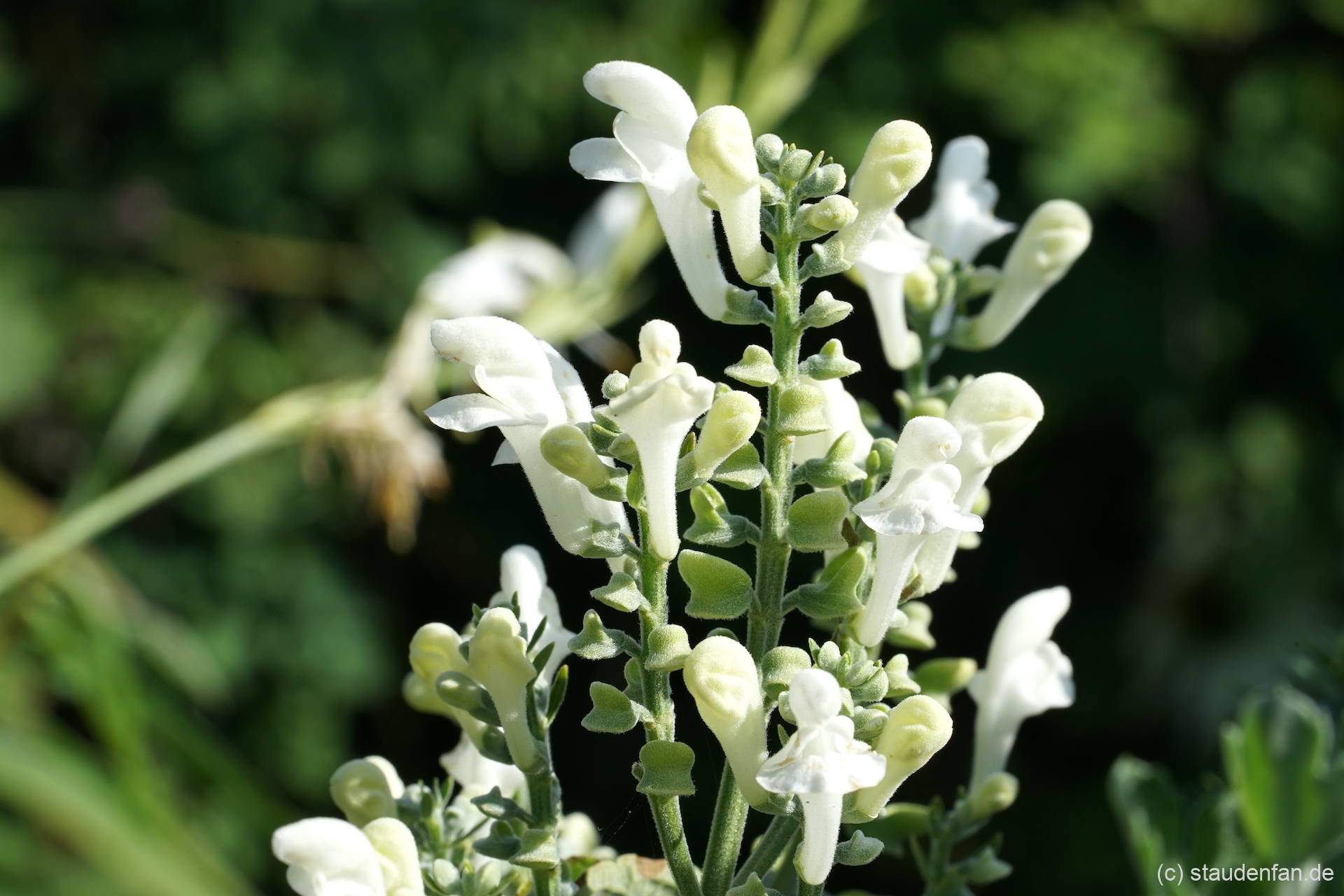 Scutellaria incana 'White Sky' ist eine Sorte die von Piet Oudolf ausgelesen wurde.