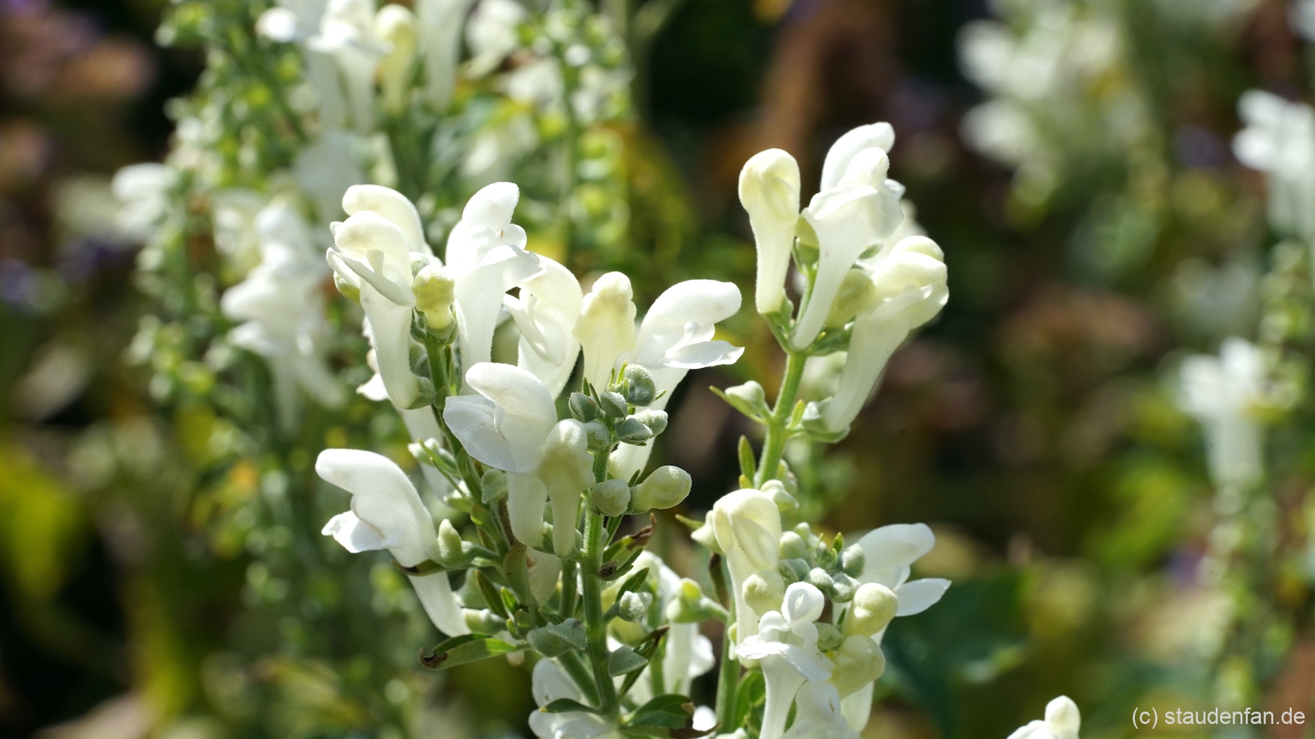 Scutellaria incana 'White Sky'.