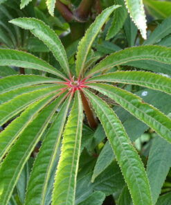 Begonia verticillata (ehemals Begonia luxurians) ist nicht winterhart und eigent sich nur als temporäre Bepflanzung oder Ergänzung.