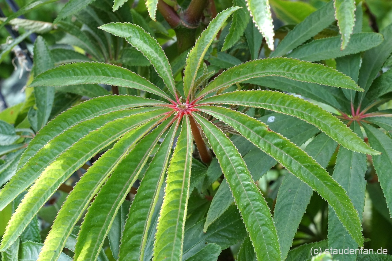 Begonia verticillata (ehemals Begonia luxurians) ist nicht winterhart und eigent sich nur als temporäre Bepflanzung oder Ergänzung.