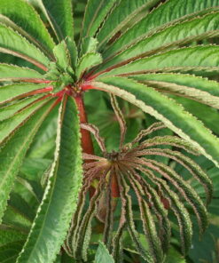 Begonia verticillata eine robuste Wildart aus Südostbrasilien.