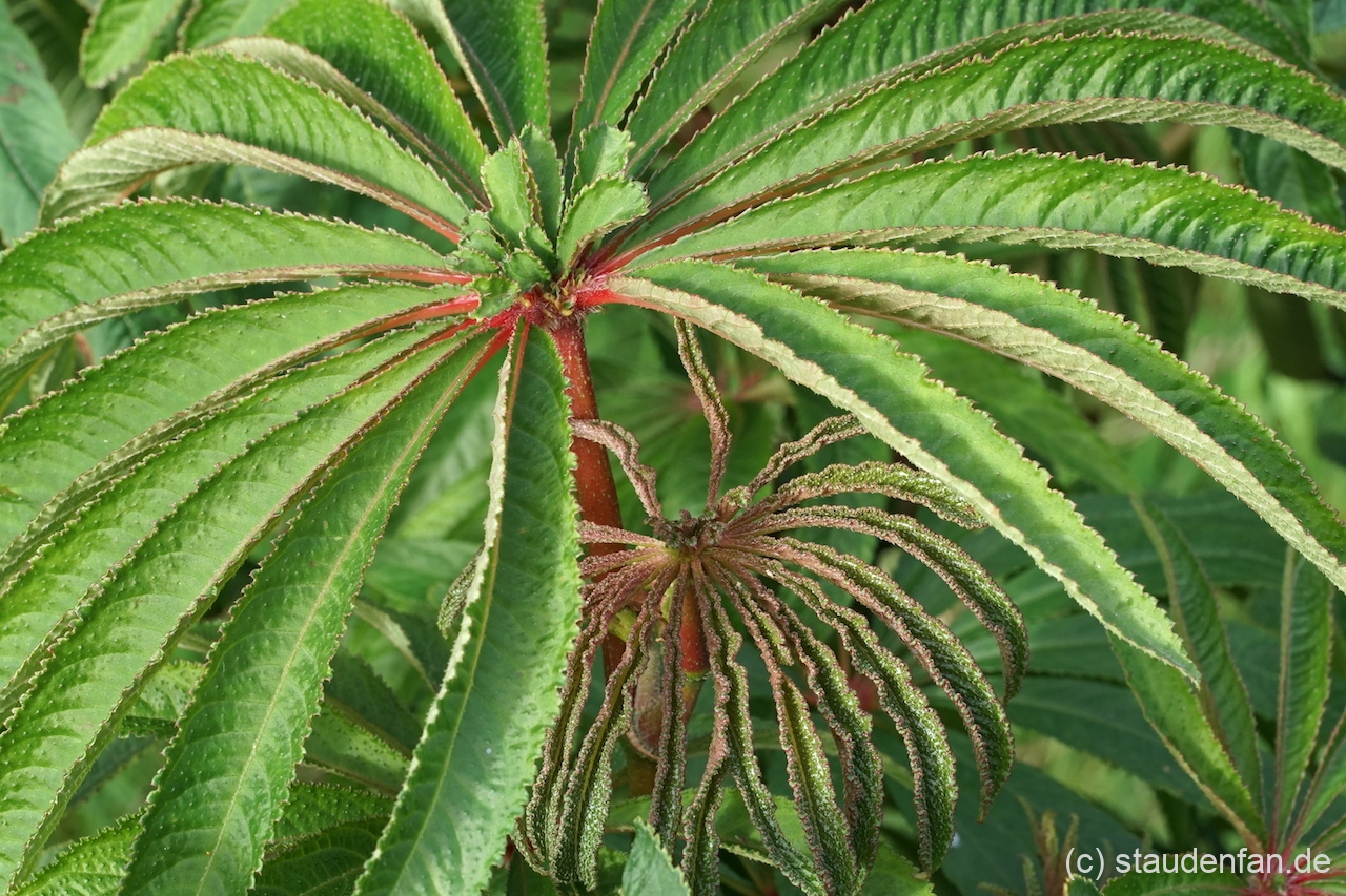 Begonia verticillata eine robuste Wildart aus Südostbrasilien.