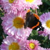 Chrysanthemum 'Poesie Rose' erfreut nicht nur den Gartenbesitzer.